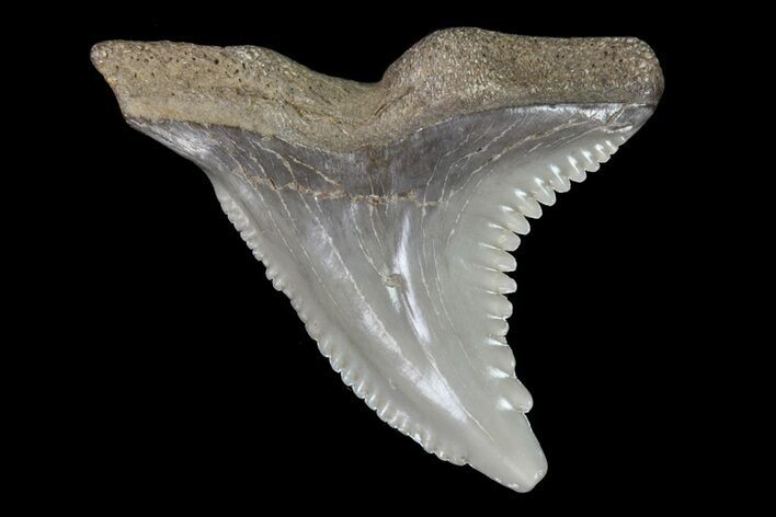 Hemipristis Shark Tooth Fossil - Virginia #71572